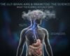 The Gut-Brain Axis and Brain Fog What the Science Actually Says