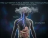 The Gut-Brain Axis and Brain Fog What the Science Actually Says
